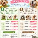 【PetsTokyo 飯田橋店】夏のトータルケアキャンペーン