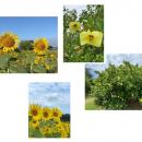 【徳島県鳴門市】2026鳴門市ハマボウ・ヒマワリまつり