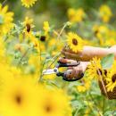 【子ども入園無料！】ヒマワリなど13,000株超の花畑と