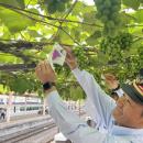 【日本でここだけ！】「駅ホームのぶどう園」色utf-8