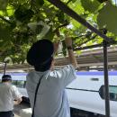 【日本でここだけ！】「駅ホームのぶどう園」色utf-8