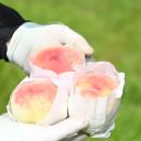西日本最大の桃産地が迎える「熱い夏」