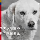 『ベネズエラ地震のどうぶつ救援募金』実施のお知らせ