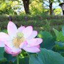 早朝に咲く大輪 高槻市の新川でハスが開花